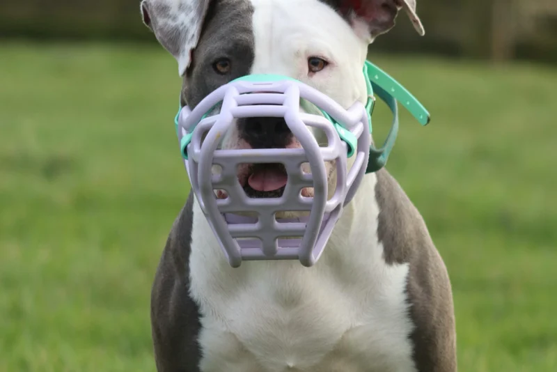 Citizens Advice Salford: New Restrictions for XL Bully dogs