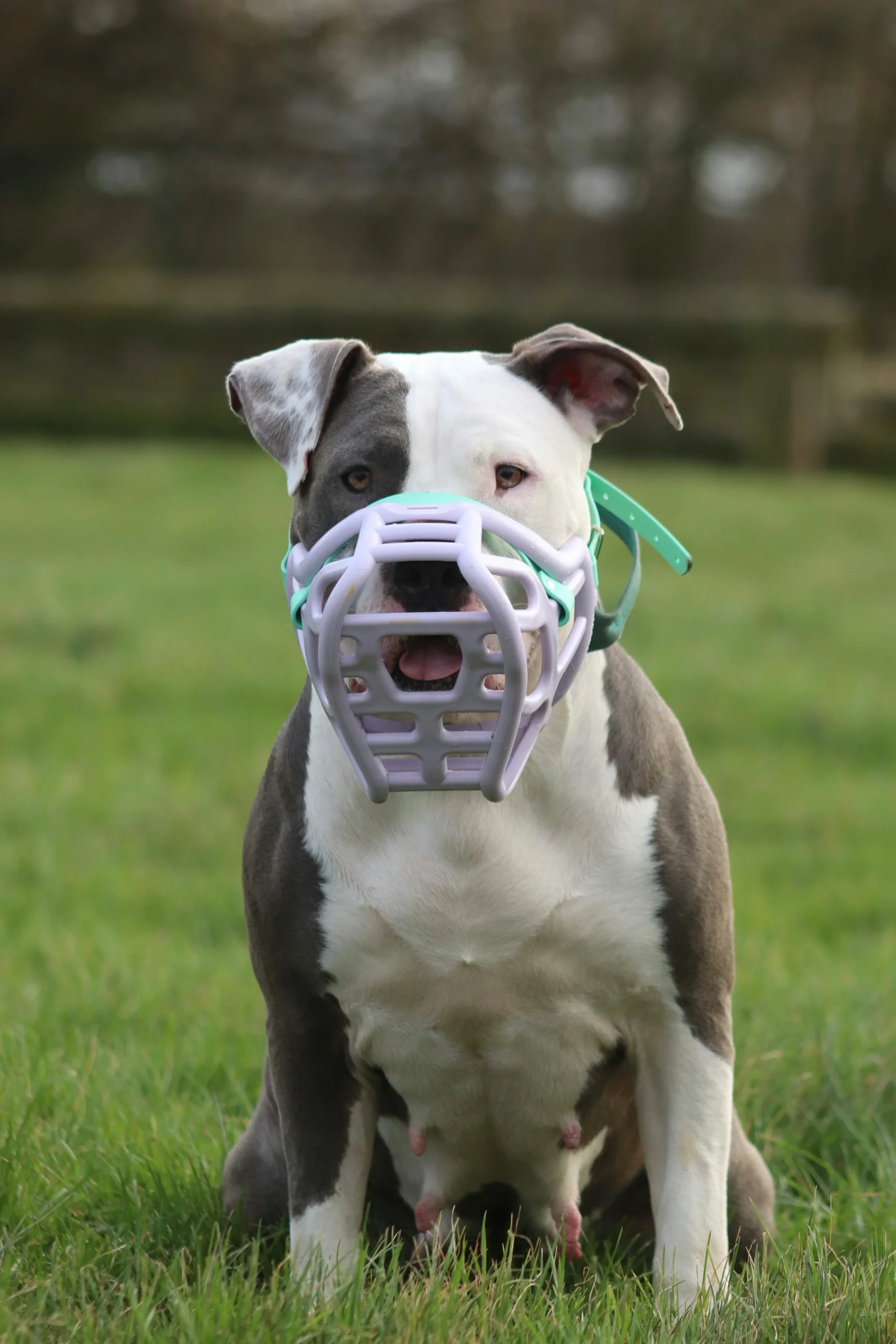 Citizens Advice Salford: New Restrictions for XL Bully dogs